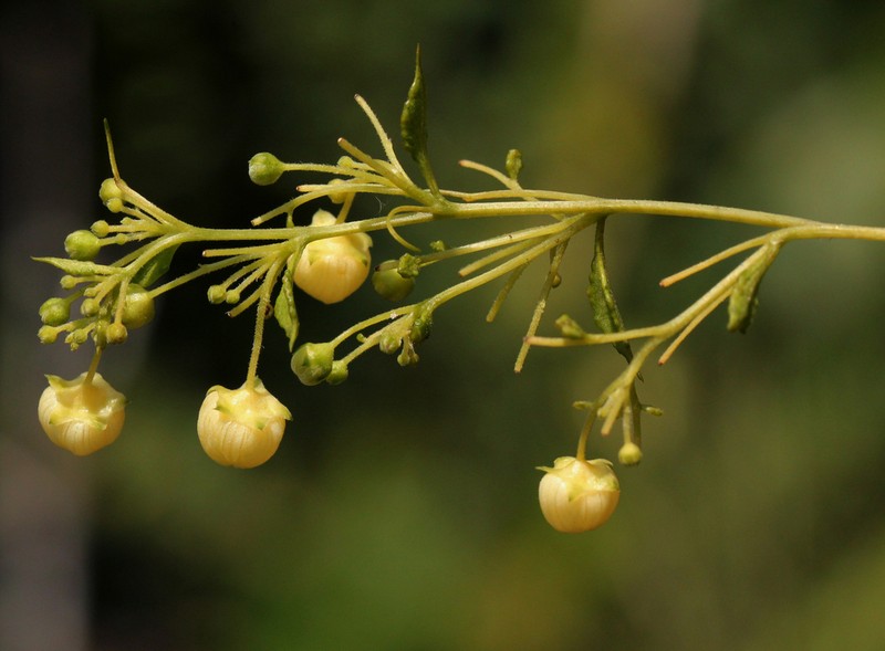 Momordica parvifolia