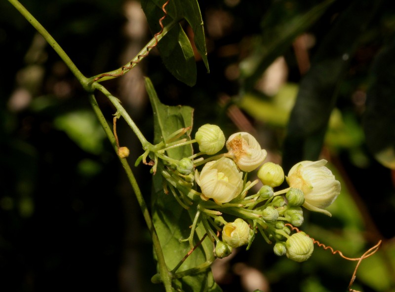 Momordica parvifolia photo 4