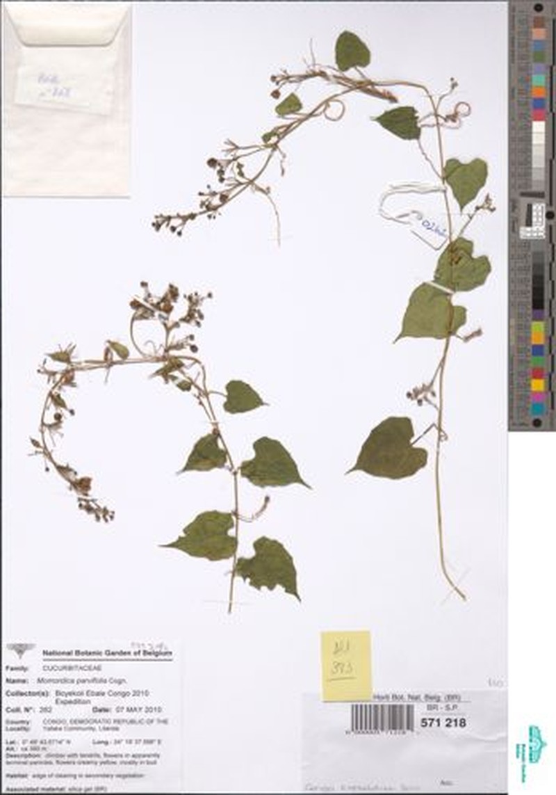 Momordica parvifolia photo 5