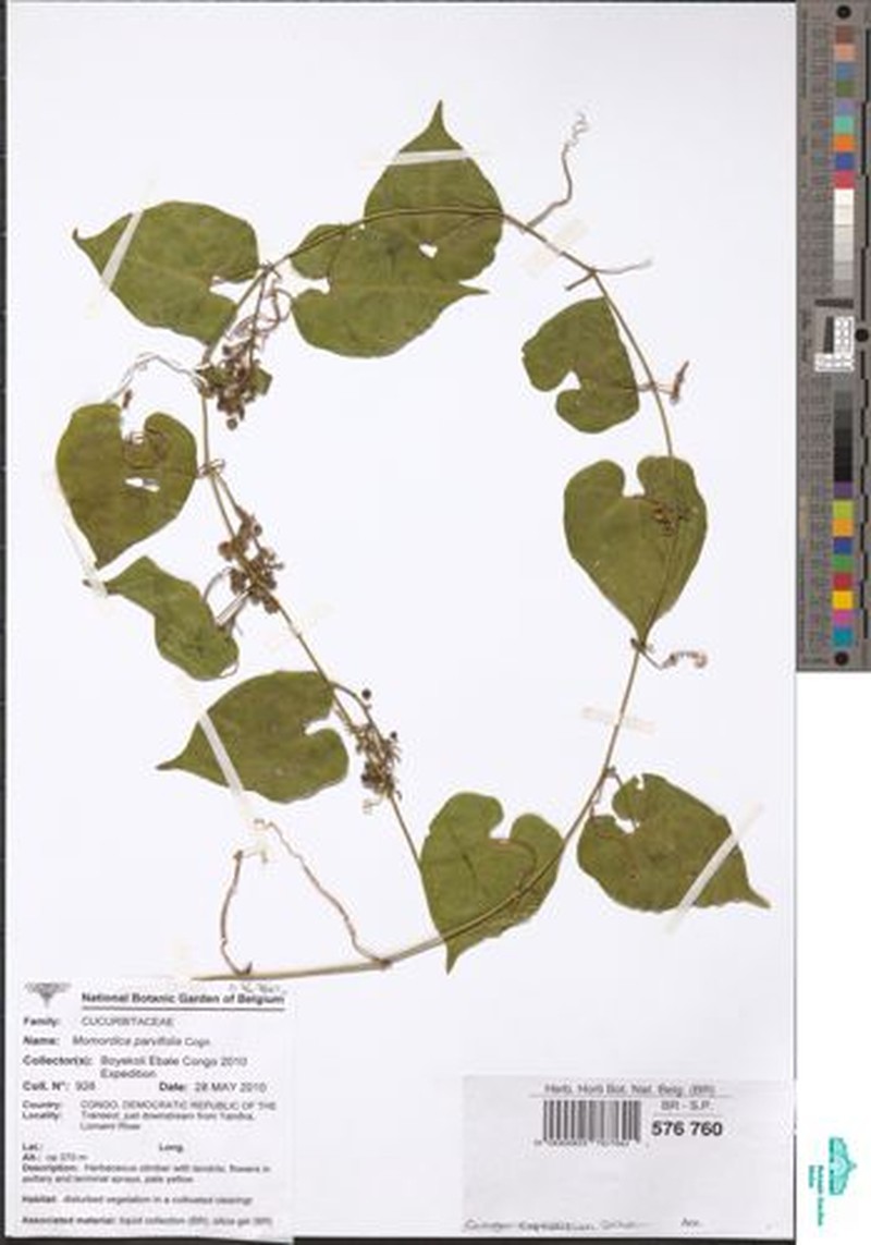 Momordica parvifolia photo 6
