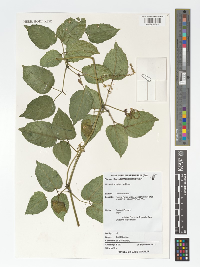 Momordica peteri