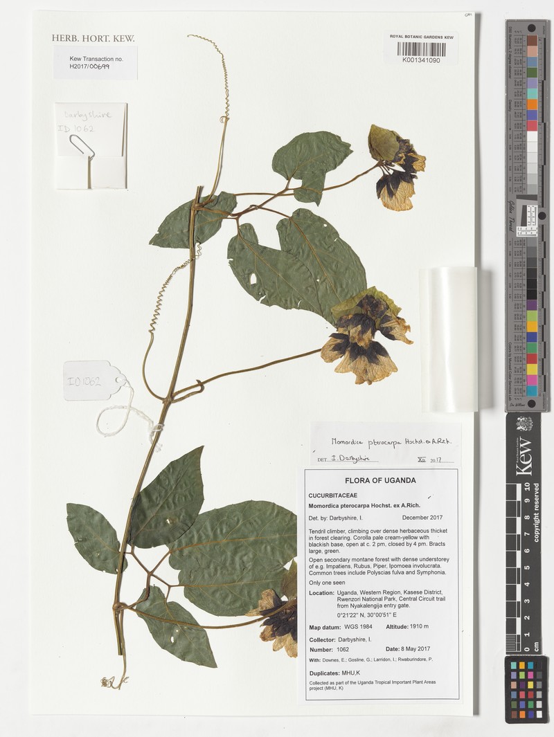 Momordica pterocarpa