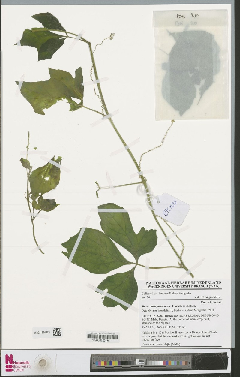 Momordica pterocarpa photo 2