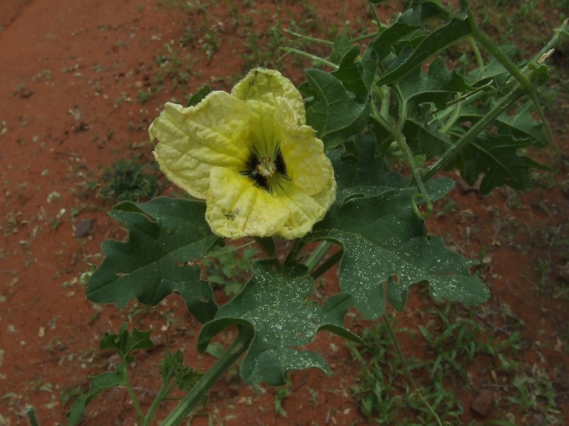 Momordica repens