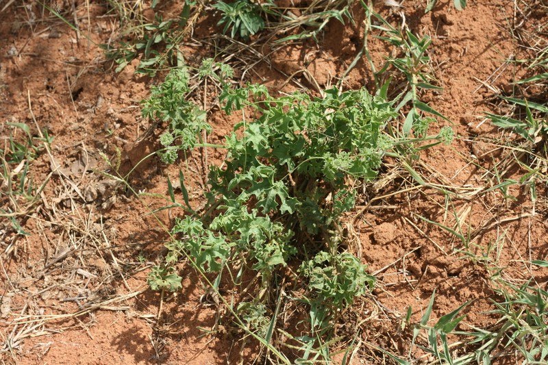 Momordica repens photo 2