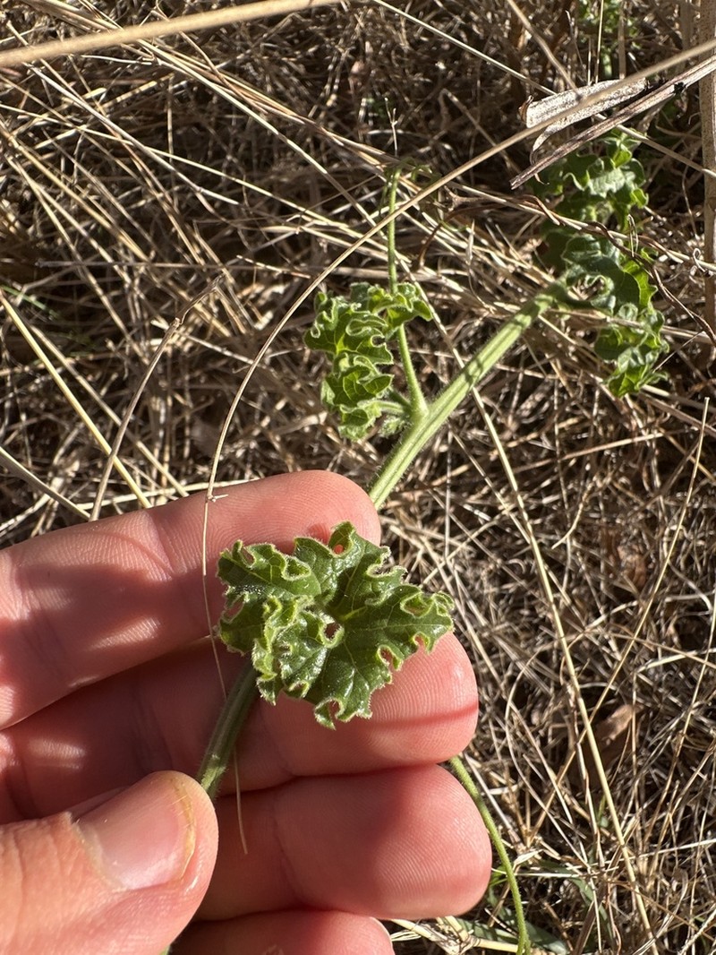 Momordica repens photo 4