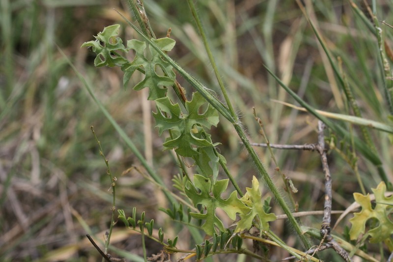 Momordica repens photo 5