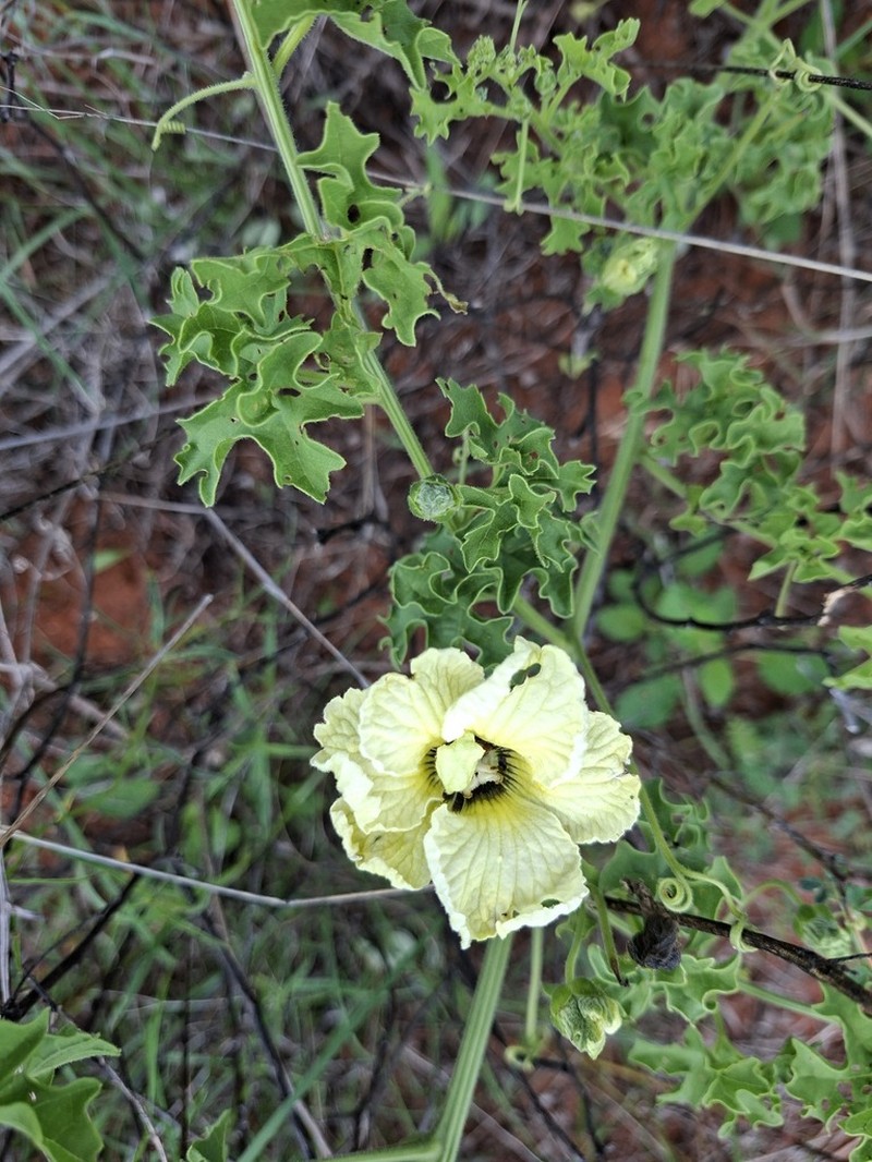 Momordica repens photo 6