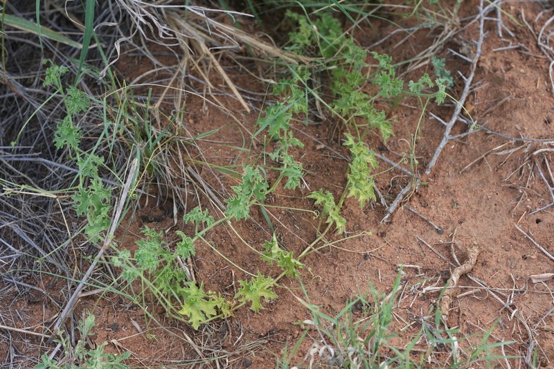 Momordica repens photo 7
