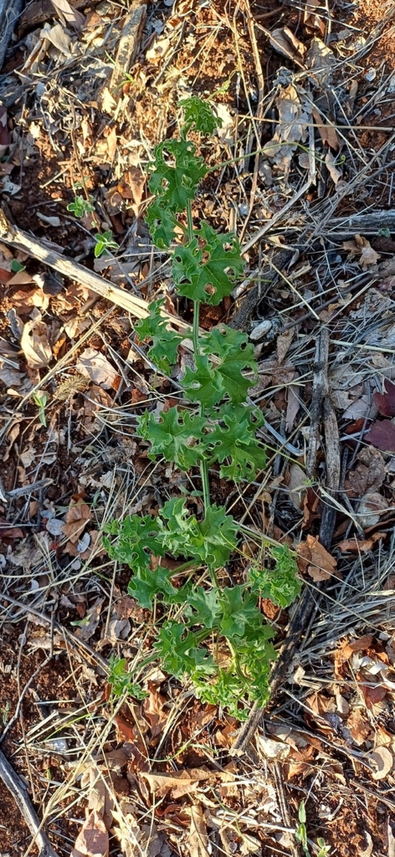 Momordica repens photo 8