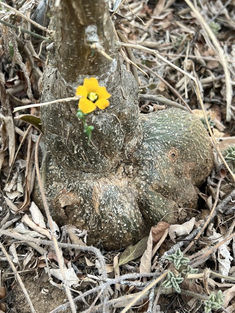 Momordica rostrata photo 2
