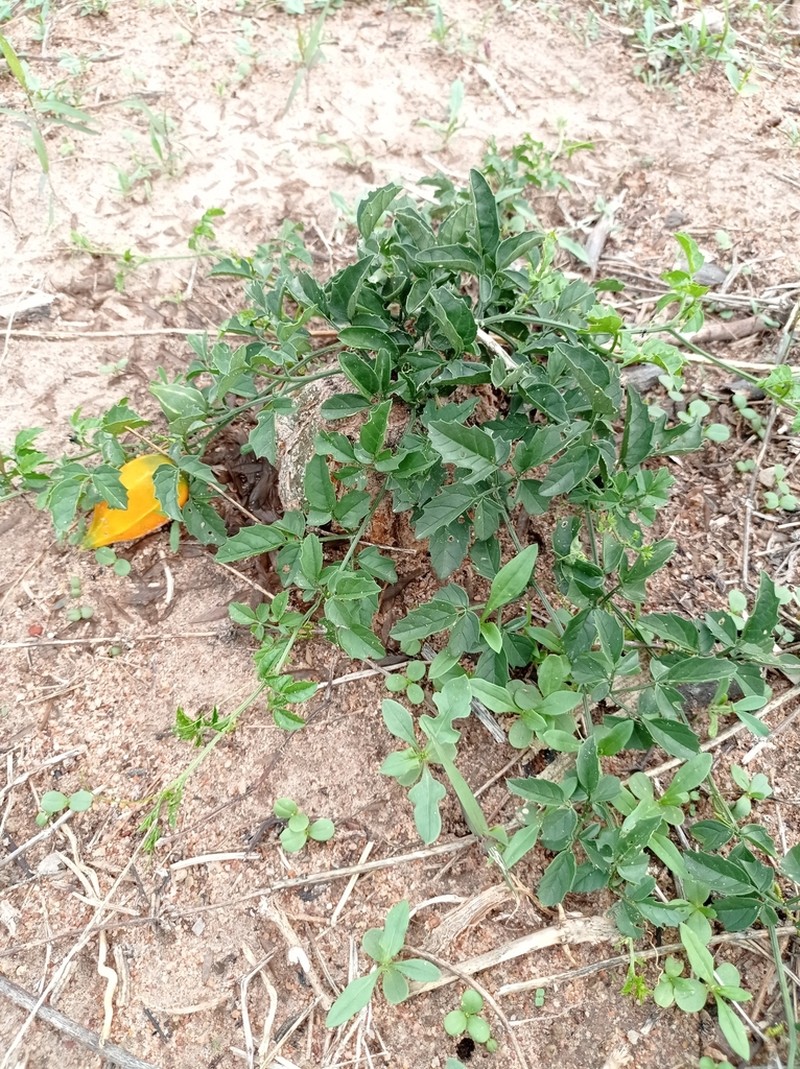 Momordica rostrata photo 3