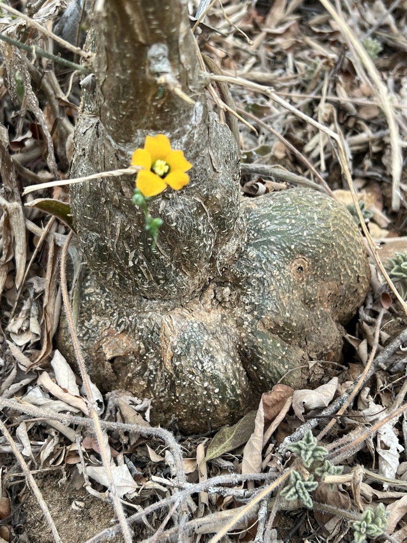 Momordica rostrata photo 5