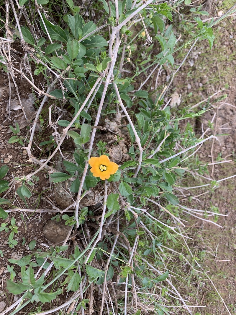 Momordica rostrata photo 7