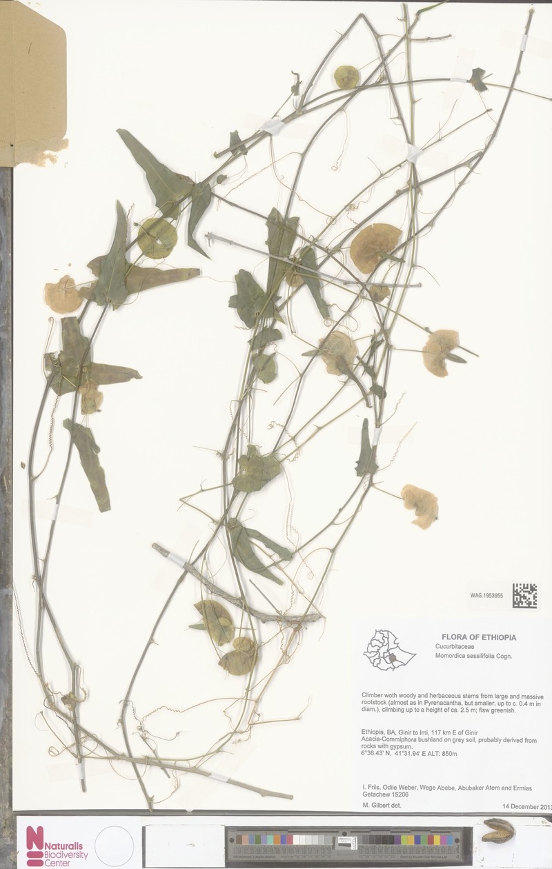 Momordica sessilifolia