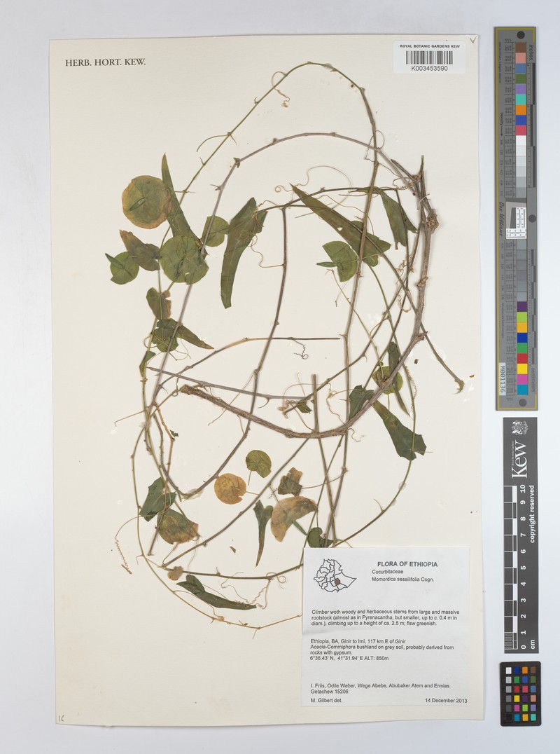 Momordica sessilifolia photo 2