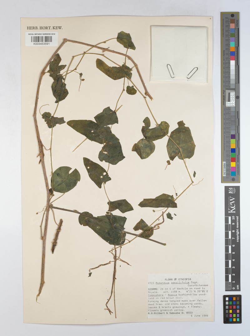 Momordica sessilifolia photo 3