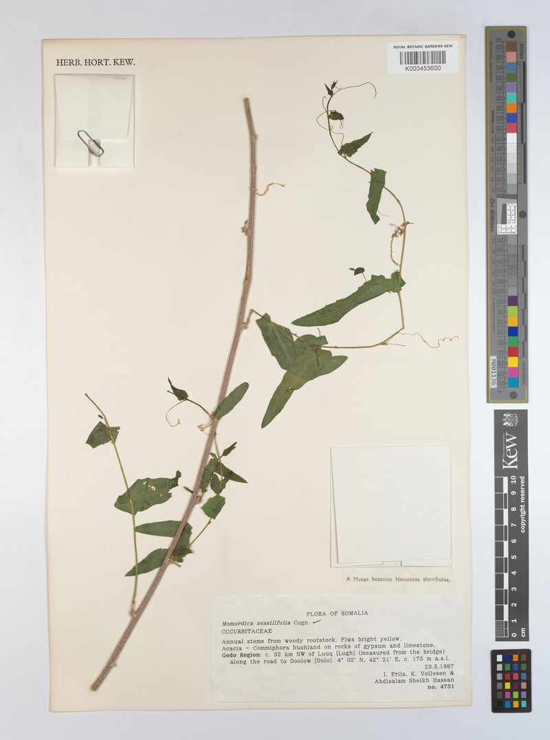 Momordica sessilifolia photo 4