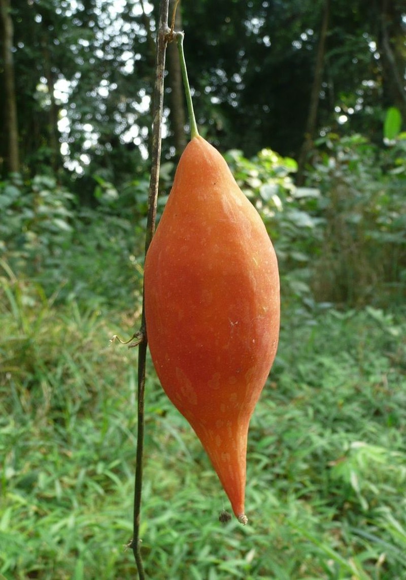 Momordica silvatica
