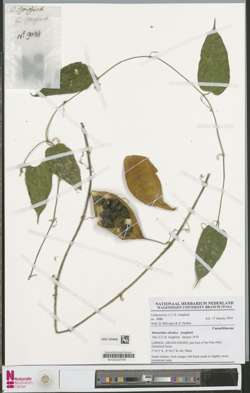 Momordica silvatica photo 4