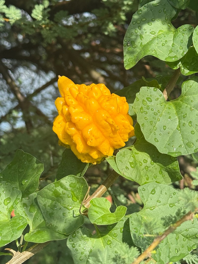 Momordica spinosa