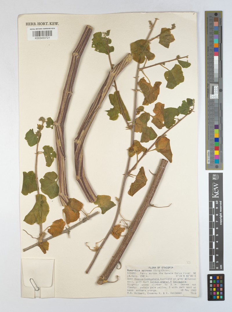 Momordica spinosa photo 2