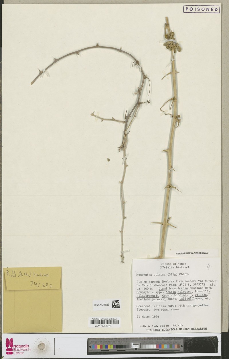 Momordica spinosa photo 3