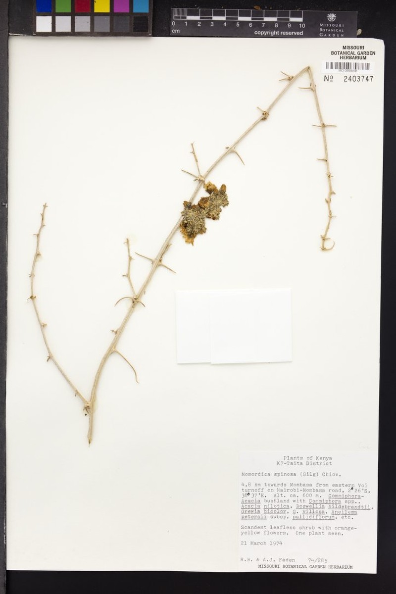 Momordica spinosa photo 4