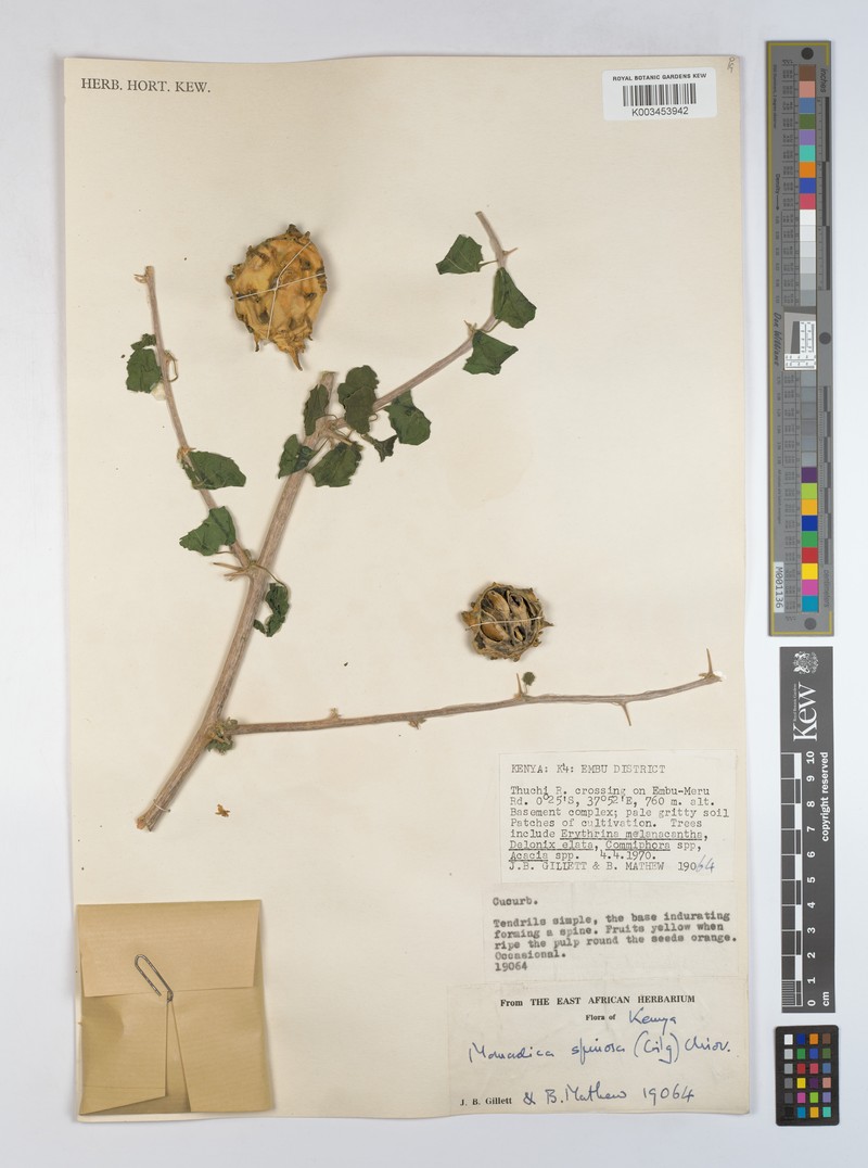 Momordica spinosa photo 5