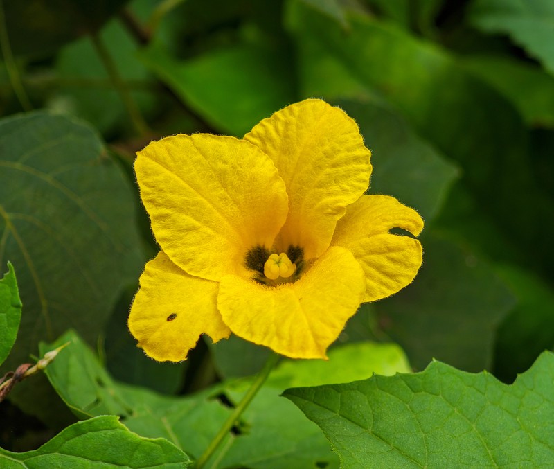 Momordica subangulata