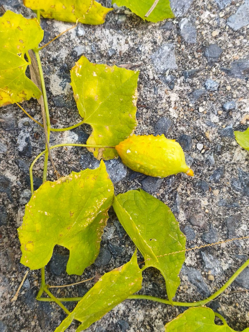 Momordica subangulata photo 2