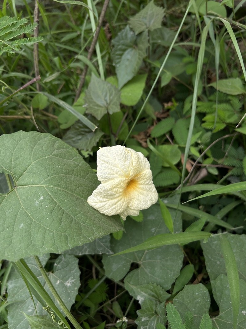 Momordica subangulata photo 3