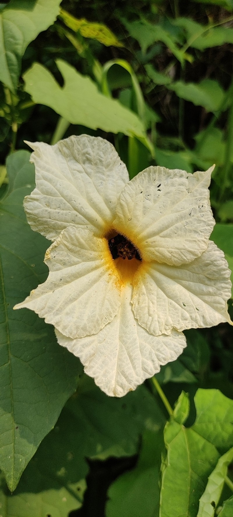 Momordica subangulata photo 6