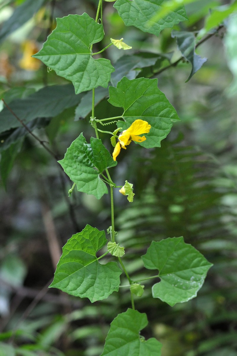 Momordica subangulata photo 8