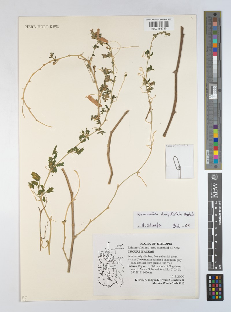 Momordica trifolia