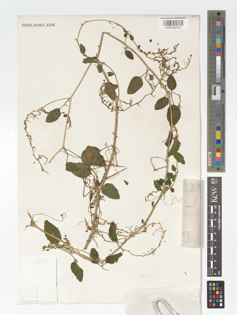 Momordica trifolia photo 2