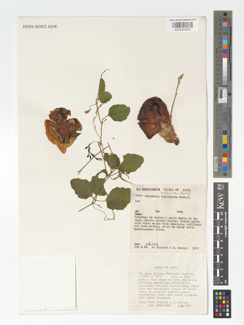 Momordica trifolia photo 3