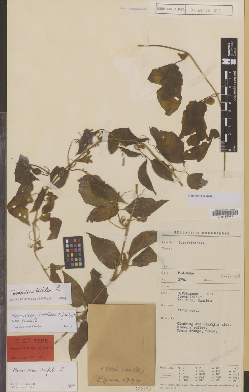 Momordica trifolia photo 4