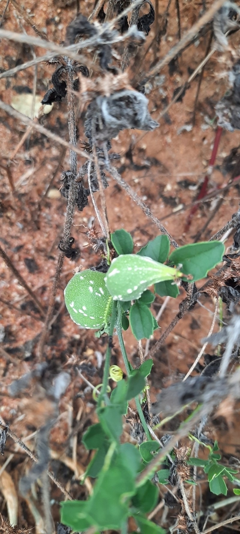 Momordica trifoliolata photo 2