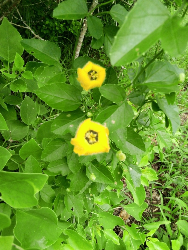 Momordica trifoliolata photo 4