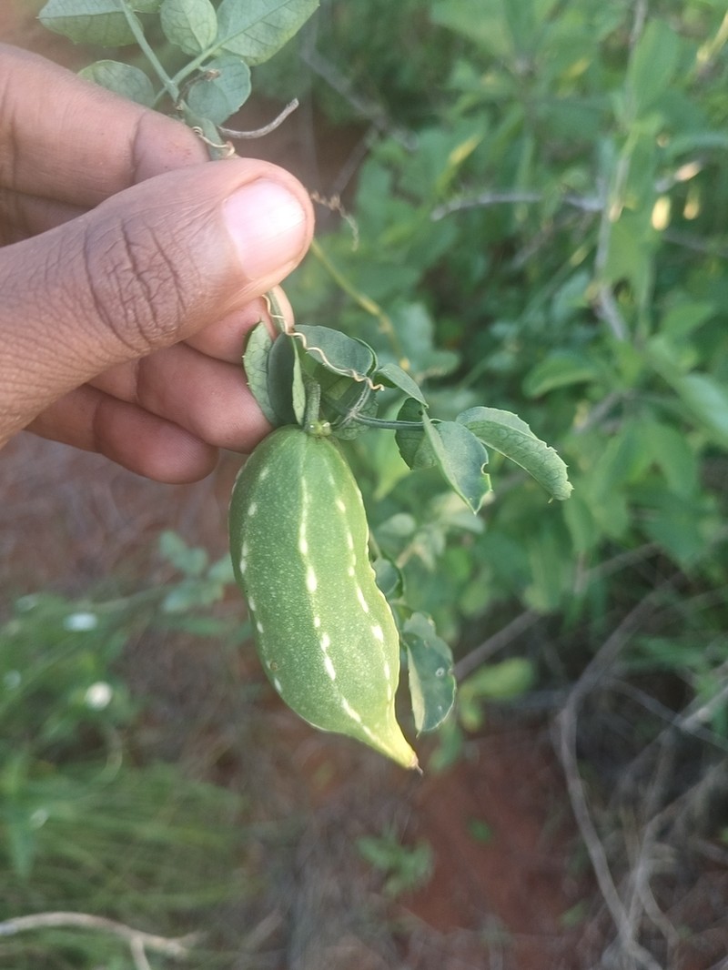 Momordica trifoliolata photo 5