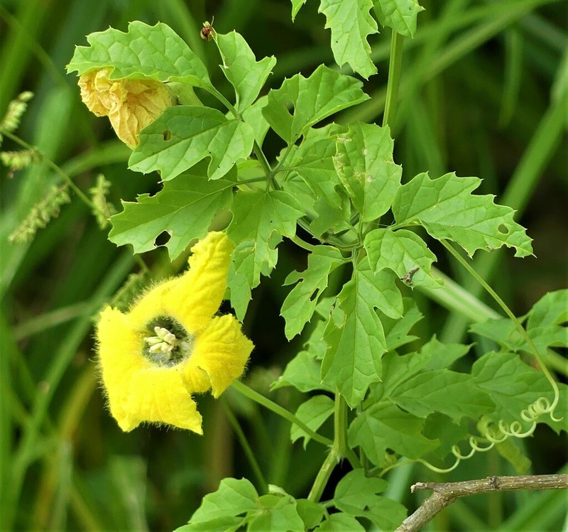 Momordica trifoliolata photo 6