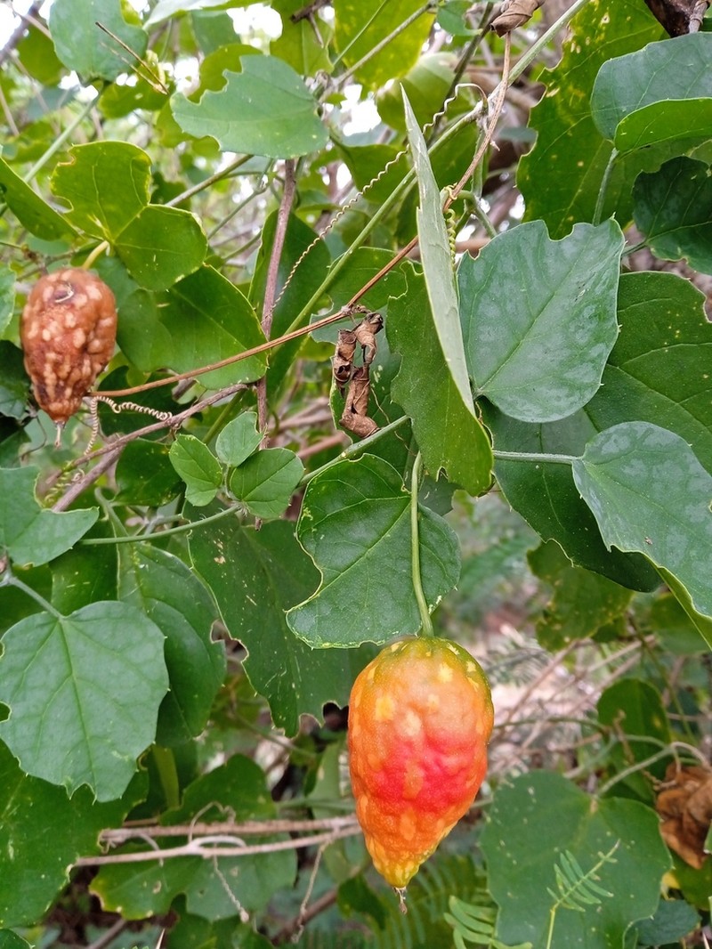 Momordica trifoliolata photo 8