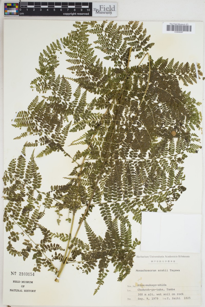Monachosorum × arakii