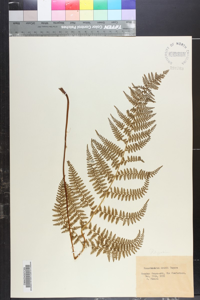 Monachosorum × arakii photo 2