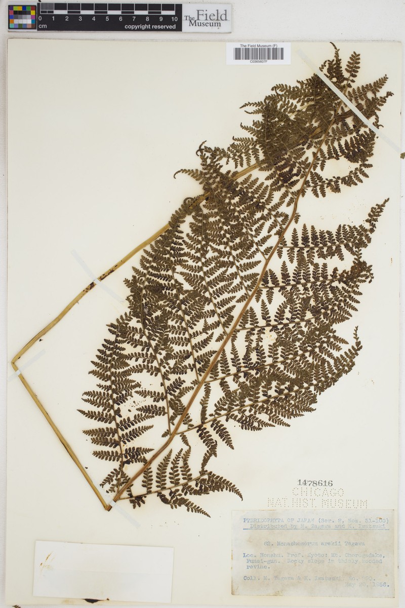 Monachosorum × arakii photo 4