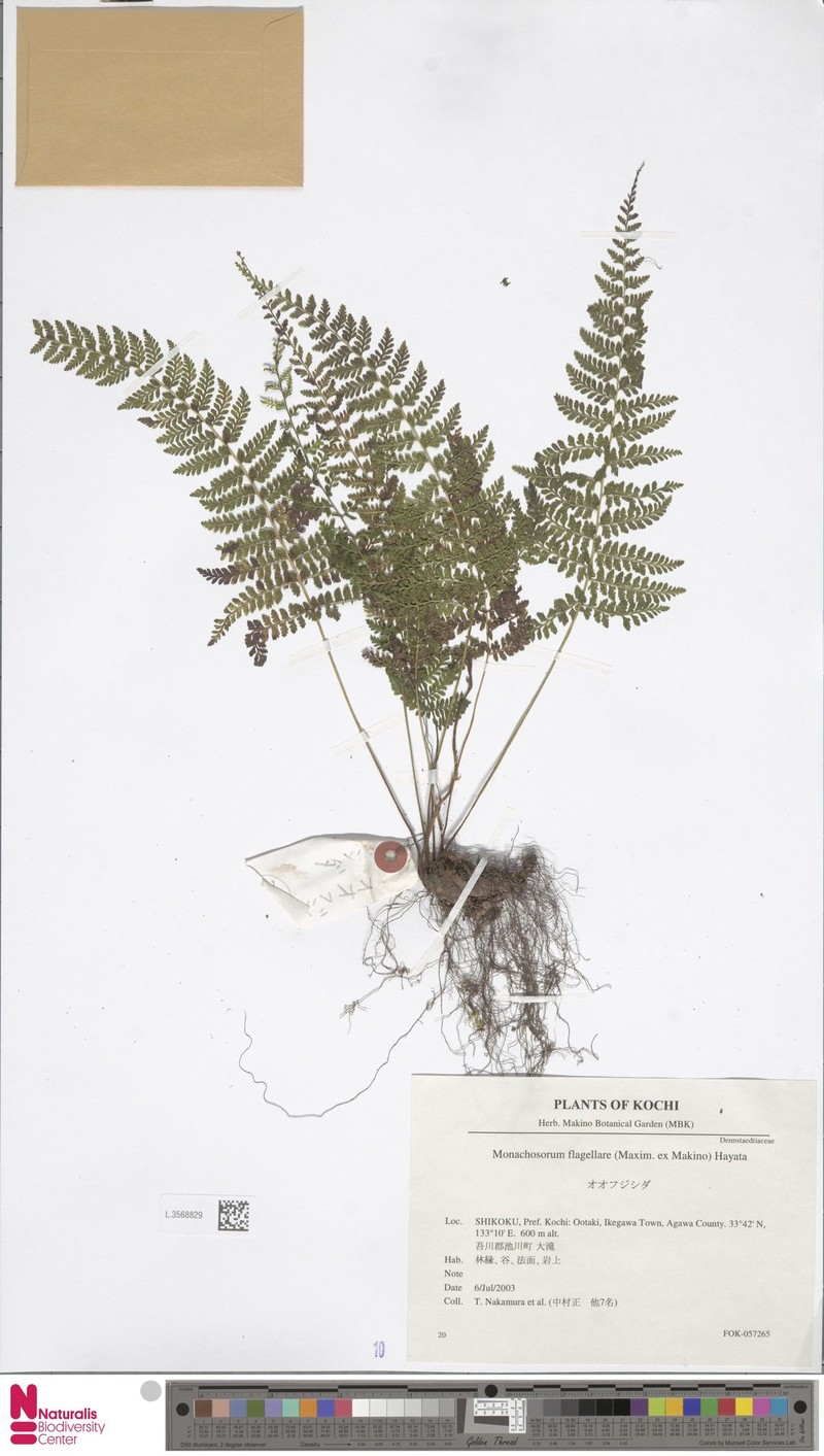 Monachosorum × flagellare