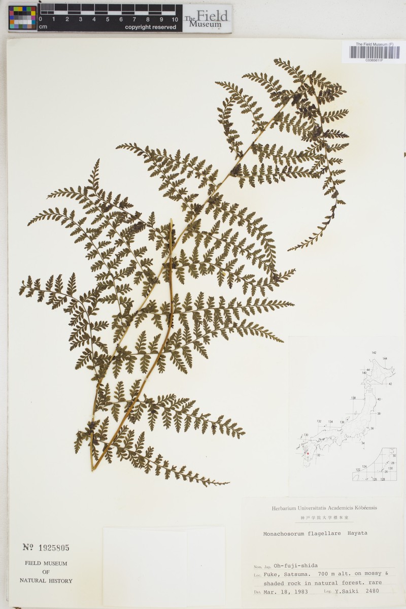 Monachosorum × flagellare photo 2