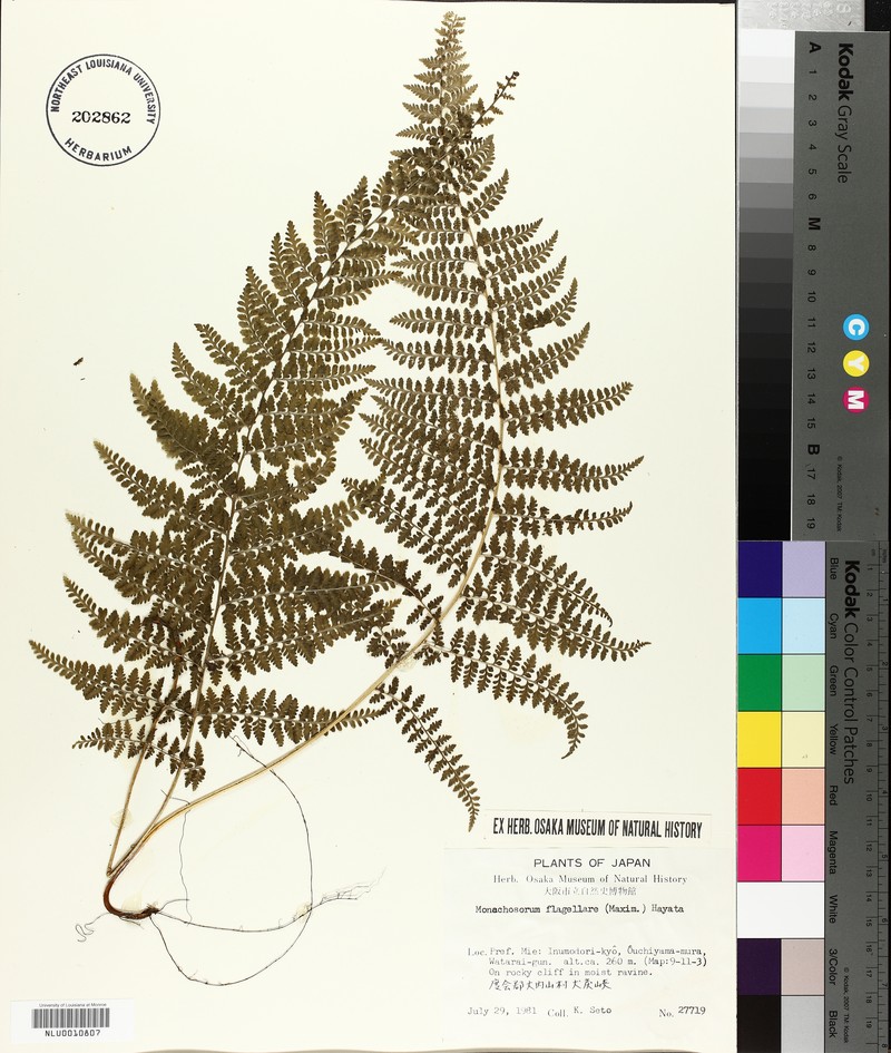 Monachosorum × flagellare photo 3
