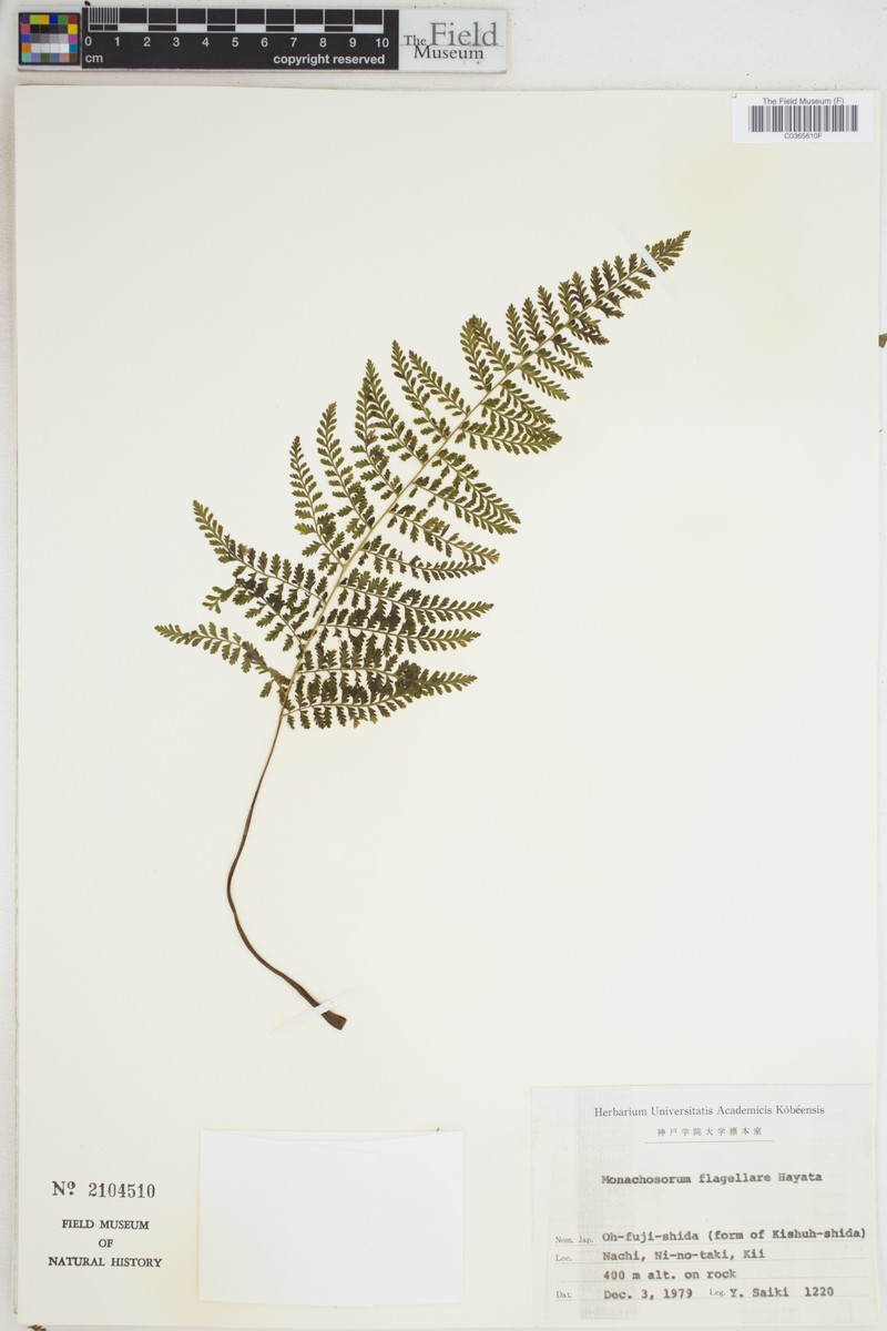 Monachosorum × flagellare photo 4